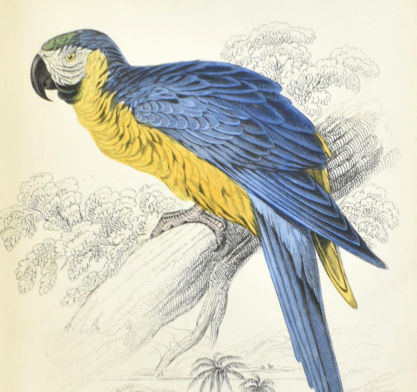 fine art parrot