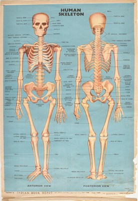 Lot 584 - VINTAGE MID CENTURY INDIAN PRODUCED HUMAN SKELETON ANATOMICAL POSTER