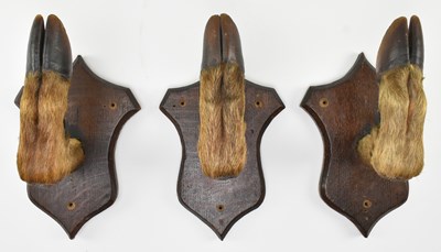 Lot 208 - PRIVATE COLLECTION OF DERREN BROWN - THREE DEER'S HOOF COAT RACKS