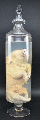 Lot 200 - PRIVATE COLLECTION OF DERREN BROWN - WET SPECIMEN PIGLET IN GLASS JAR