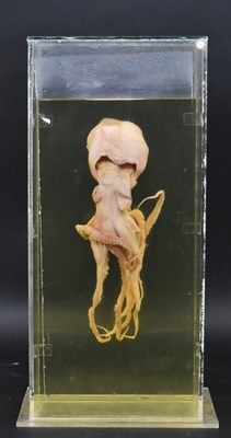 Lot 205 - PRIVATE COLLECTION OF DERREN BROWN - WET SPECIMEN OCTOPUS IN CASE