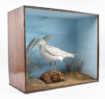 Lot 517 - TAXIDERMY. 19TH CENTURY VICTORIAN CASED TAXIDERMIED ARCTIC IVORY GULL PAGOPHILA EBURNEA
