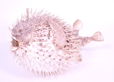 Lot 202 - 20TH CENTURY TAXIDERMY PUFFERFISH / PORCUPINE FISH