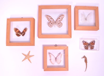 Lot 204 - COLLECTION OF 20TH CENTURY TAXIDERMY BUTTERFLIES, SEAHORSE AND STARFISH