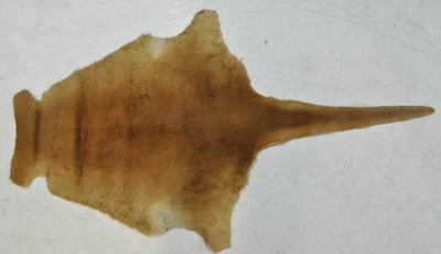 Lot 208 - VINTAGE LATE 20TH CENTURY AUSTRALIAN KANGAROO PELT