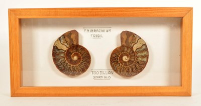 Lot 262 - TWO CROSS SECTIONS OF AN AMMONITE FOSSIL MOUNTED IN A DISPLAY CASE