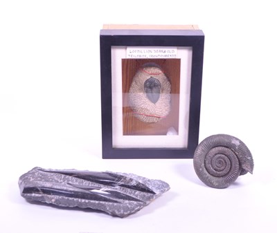 Lot 264 - TRILOBITE, ORTHOCERAS AND AMMONITE FOSSILS FROM VARIOUS PERIODS