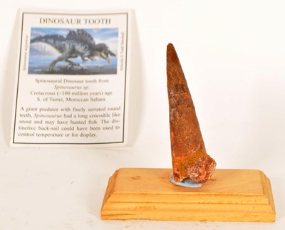 Lot 265 - CRETACEOUS PERIOD SPINOSAURUS DINOSAUR TOOTH FOSSIL