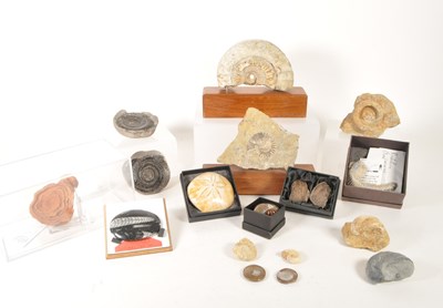 Lot 235 - NATURAL HISTORY - COLLECTION OF AMMONITE FOSSILS AND OTHERS