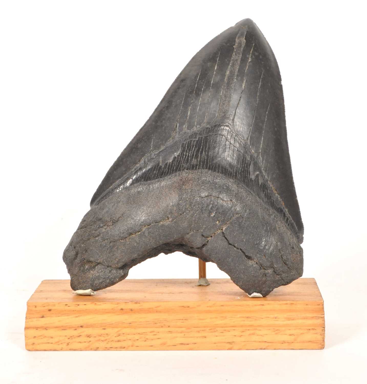 Lot 237 - NATURAL HISTORY - FOSSIL MEGALODON SHARK TOOTH