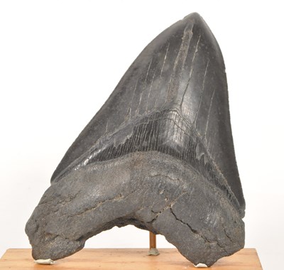 Lot 237 - NATURAL HISTORY - FOSSIL MEGALODON SHARK TOOTH