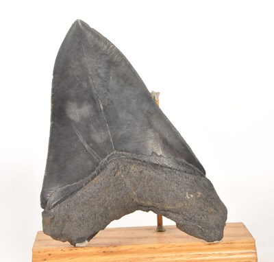 Lot 237 - NATURAL HISTORY - FOSSIL MEGALODON SHARK TOOTH