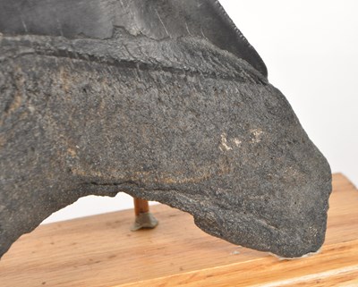 Lot 237 - NATURAL HISTORY - FOSSIL MEGALODON SHARK TOOTH