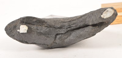 Lot 237 - NATURAL HISTORY - FOSSIL MEGALODON SHARK TOOTH