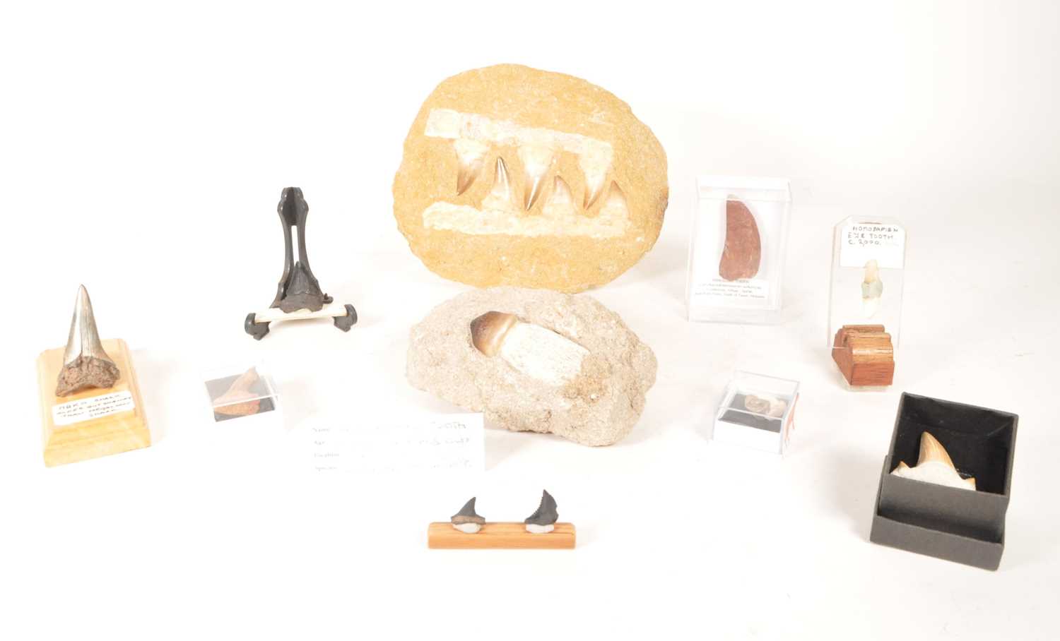 Lot 238 - NATURAL HISTORY - COLLECTION OF SHARK TOOTH FOSSILS