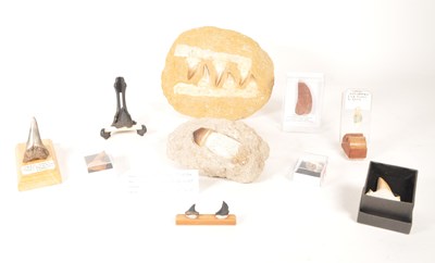 Lot 238 - NATURAL HISTORY - COLLECTION OF SHARK TOOTH FOSSILS