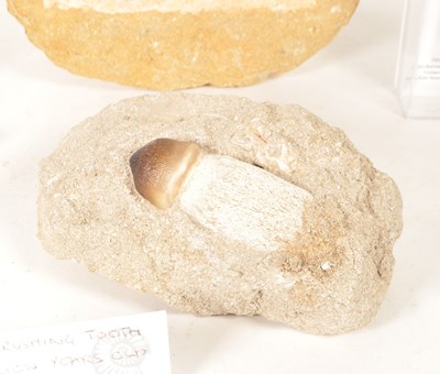 Lot 238 - NATURAL HISTORY - COLLECTION OF SHARK TOOTH FOSSILS