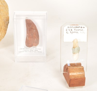 Lot 238 - NATURAL HISTORY - COLLECTION OF SHARK TOOTH FOSSILS