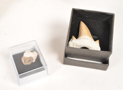 Lot 238 - NATURAL HISTORY - COLLECTION OF SHARK TOOTH FOSSILS