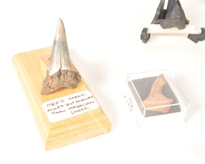 Lot 238 - NATURAL HISTORY - COLLECTION OF SHARK TOOTH FOSSILS