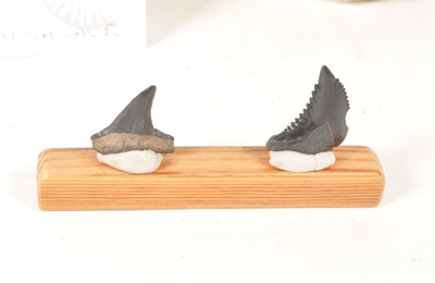 Lot 238 - NATURAL HISTORY - COLLECTION OF SHARK TOOTH FOSSILS