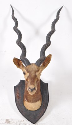 Lot 746 - TAXIDERMY / NATURAL HISTORY - AFRICAN TAXIDERMY ANTELOPE BUST