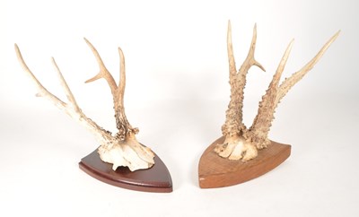 Lot 296 - NATURAL HISTORY - TWO 20TH CENTURY ANTLERS ON ARMONICAL SHIELDS