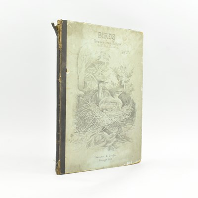 Lot 171 - ORNITHOLOGY. 1862 BIRDS DRAWN FROM NATURE BY MRS. HUGH BLACKBURN