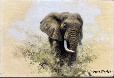 Lot 350 - DAVID SHEPHERD (1931-2017) - ELEPHANT STUDY - OIL ON CANVAS WITH ORIGINAL INVOICE