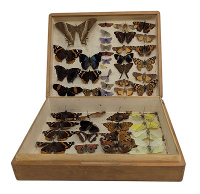 Lot 53 - CASED EARLY 20TH CENTURY TAXIDERMY LEPIDOPTERY SPECIMEN