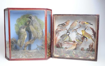 Lot 224 - TWO VINTAGE EARLY 20TH CENTURY GLAZED CASES CONTAINING TAXIDERMY