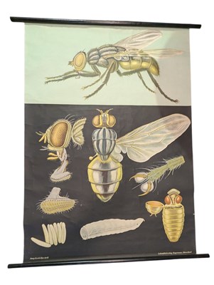 Lot 89 - JUNG KOCH QUENTELL FOR HAGEMANN - MID CENTURY CHART OF A FLY