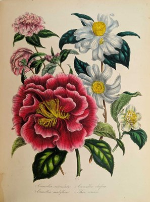 Lot 22 - LOUDON, MRS. JANE 1848 THE LADIES' FLOWER GARDEN OF ORNAMENTAL GREENHOUSE PLANTS