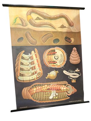 Lot 83 - JUNG KOCH QUENTELL FOR HAGEMANN - MID CENTURY CHART OF A WORM