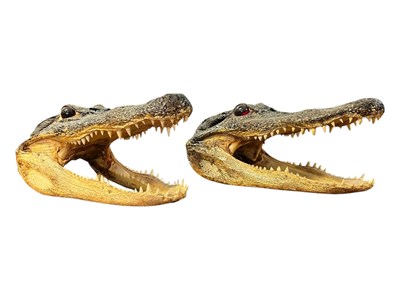 Lot 525 - OF NATURAL HISTORY/TAXIDERMY INTEREST - TWO 20TH CENTURY AMERICAN ALLIGATOR HEADS
