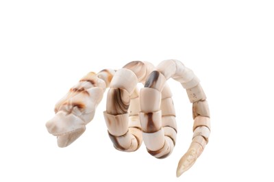 Lot 38 - 19TH CENTURY CARVED CORAL SERPENT BANGLE
