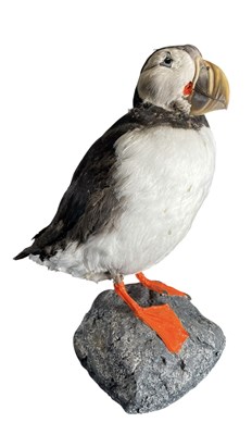 Lot 124 - OF NATURAL HISTORY/TAXIDERMY INTEREST - ATLANTIC PUFFIN - 20TH CENTURY TAXIDERMY