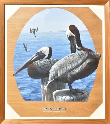 Lot 13 - FORMER BRISTOL ZOO GARDENS - 'BROWN PELICAN' - SUSAN JANE 1998 - PAINTING