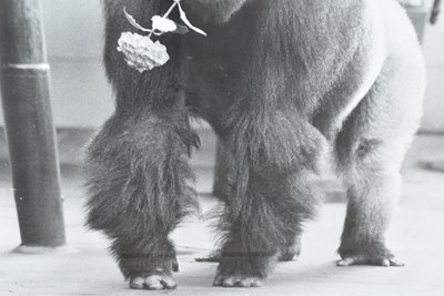 Lot 24 - FORMER BRISTOL ZOO GARDENS - VINTAGE SAMSON GORILLA PHOTOGRAPH
