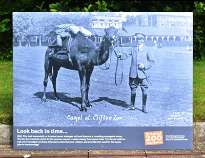 Lot 31 - FORMER BRISTOL ZOO GARDENS - A CAMEL AT BRISTOL ZOO