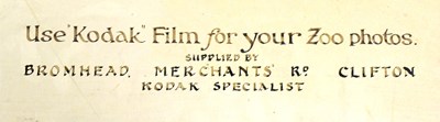 Lot 51 - FORMER BRISTOL ZOO GARDENS - 1920S KODAK COMMERCIAL LION PHOTOGRAPH