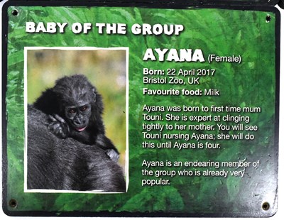 Lot 57 - FORMER BRISTOL ZOO GARDENS - GORILLA ISLAND IDENTIFICATION SIGNS