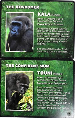 Lot 57 - FORMER BRISTOL ZOO GARDENS - GORILLA ISLAND IDENTIFICATION SIGNS