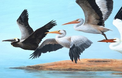 Lot 63 - FORMER BRISTOL ZOO GARDENS - 'SEVEN SPECIES OF PELICAN' - SUSAN JANE - PAINTING