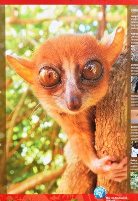 Lot 101 - FORMER BRISTOL ZOO GARDENS - NORTHERN MADAGASCAR INFORMATION SIGN