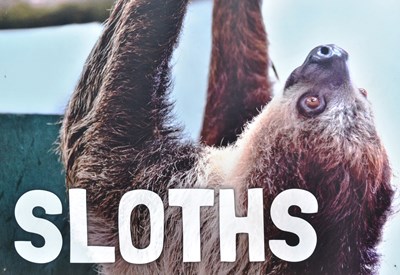 Lot 106 - FORMER BRISTOL ZOO GARDENS - SLOTHS - ORIGINAL ENCLOSURE SIGN