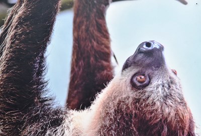 Lot 106 - FORMER BRISTOL ZOO GARDENS - SLOTHS - ORIGINAL ENCLOSURE SIGN