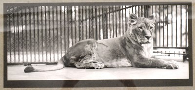 Lot 122 - FORMER BRISTOL ZOO GARDENS - 1920S PHOTOGRAPH OF A ZOO LION