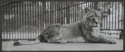 Lot 122 - FORMER BRISTOL ZOO GARDENS - 1920S PHOTOGRAPH OF A ZOO LION