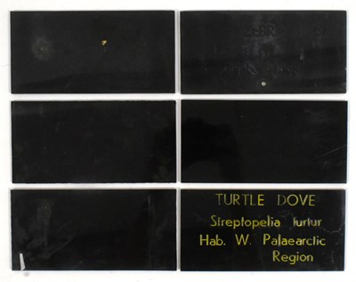 Lot 151 - FORMER BRISTOL ZOO GARDENS - VINTAGE ANIMAL ENCLOSURE PLAQUES